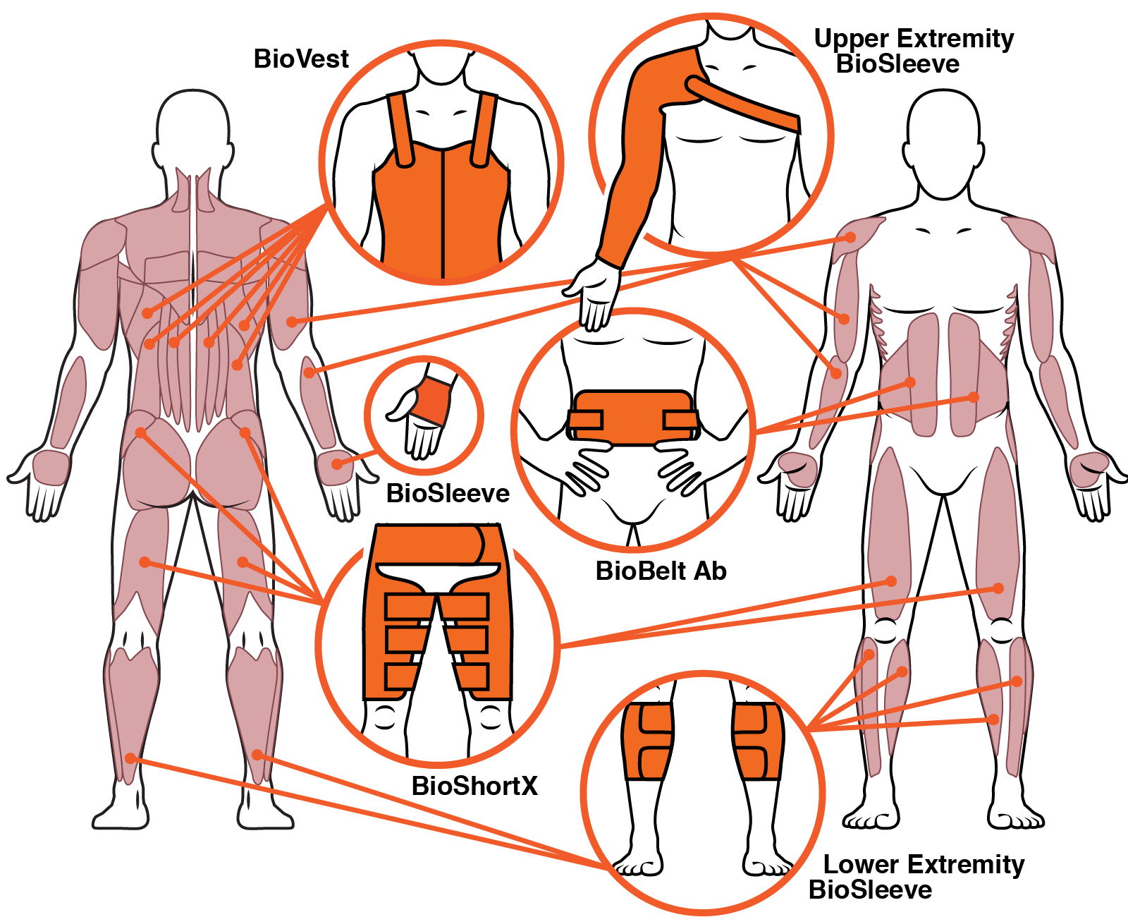 Muscles Treated for Spinal Cord Injuries